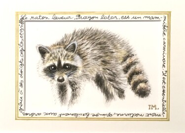 Peinture intitulée "Raton laveur" par Isabelle Molinard, Œuvre d'art originale, Aquarelle