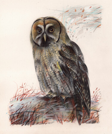 Great Gray Owl - Bird Portrait (Photorealistic Drawing) 图画 标题为“Great Gray Owl - Bi…” 由Daria Maier, 原创艺术品, 圆珠笔