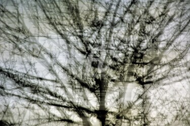 La nudité des arbres Photographie intitulée "La nudité des arbres" par Virginie Dartois, Œuvre d'art originale, Photographie numérique