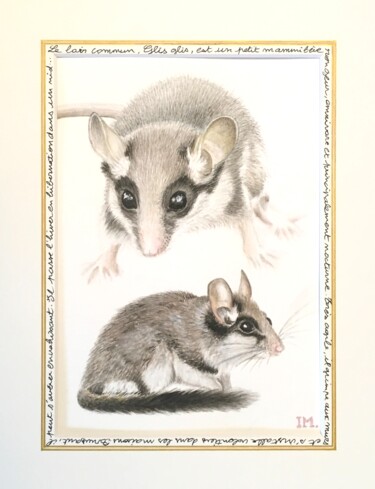 Painting titled "Loir commun" by Isabelle Molinard, Original Artwork, Watercolor
