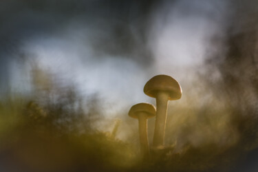 Photography titled "Champignons #2" by Alain Rappeneau, Original Artwork, Digital Photography