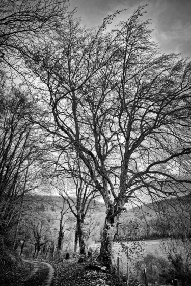 Le hêtre de Lusigny-sur-Ouche Photographie intitulée "Le hêtre de Lusigny…" par Alain Rappeneau, Œuvre d'art originale, Photographie numérique