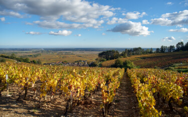 Climat En vaut, Volnay #2 Photographie intitulée "Climat En vaut, Vol…" par Alain Rappeneau, Œuvre d'art originale, Photographie numérique