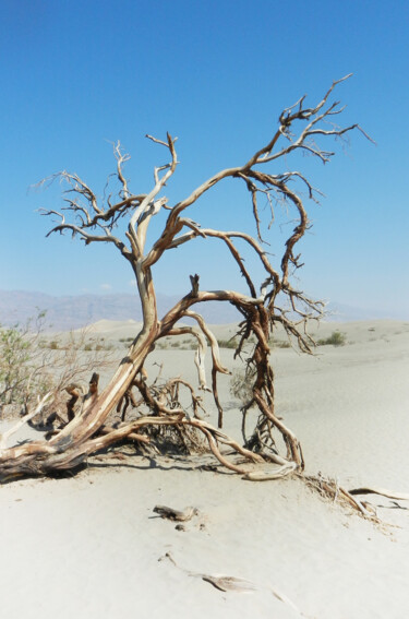 Photographie intitulée "L'arbre d'après..." par Pascal Carro (ORAK), Œuvre d'art originale, Photographie non manipulée