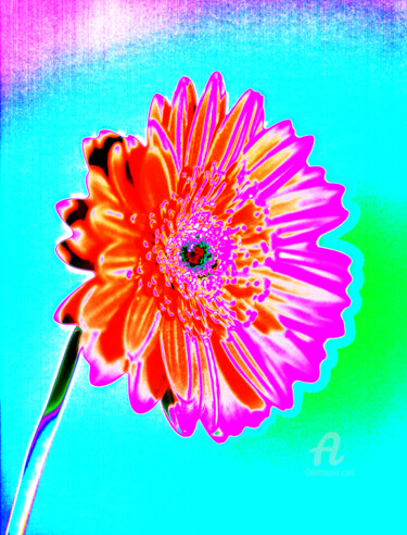 제목이 "MacGerbera3"인 사진 Gerhard Bumann로, 원작, 조작된 사진