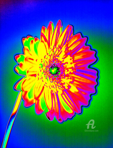 제목이 "MacGerbera4"인 사진 Gerhard Bumann로, 원작, 조작된 사진