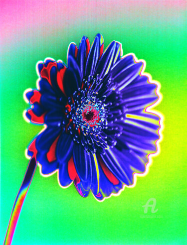 제목이 "MacGerbera5"인 사진 Gerhard Bumann로, 원작, 조작된 사진