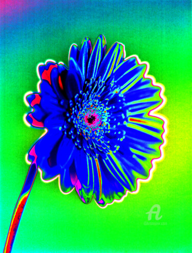 제목이 "MacGerbera7"인 사진 Gerhard Bumann로, 원작, 조작된 사진