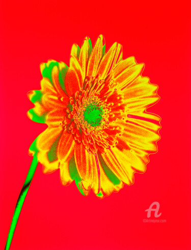 제목이 "MacGerbera11"인 사진 Gerhard Bumann로, 원작, 조작된 사진