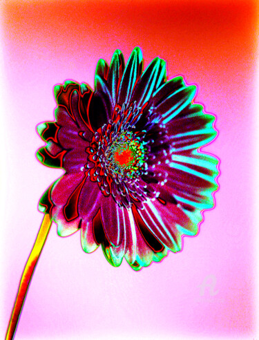 제목이 "MacGerbera12"인 사진 Gerhard Bumann로, 원작, 조작된 사진