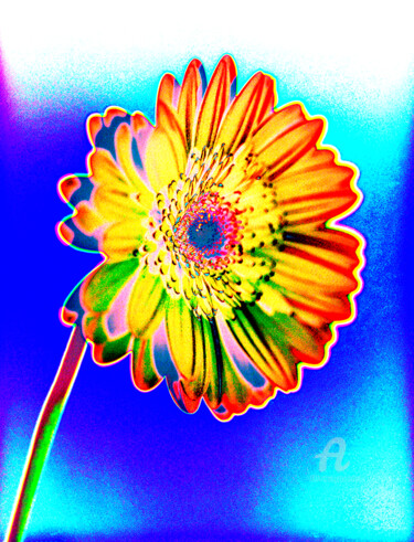 제목이 "MacGerbera13"인 사진 Gerhard Bumann로, 원작, 조작된 사진