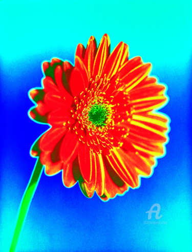 제목이 "MacGerbera14"인 사진 Gerhard Bumann로, 원작, 조작된 사진