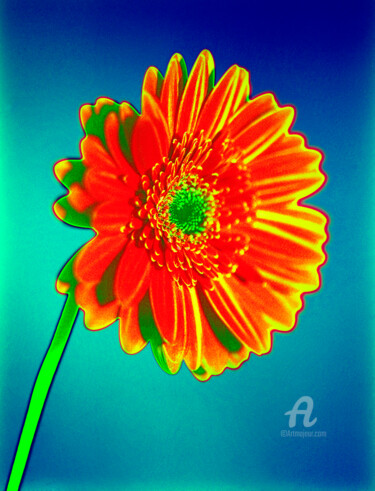 제목이 "MacGerbera15"인 사진 Gerhard Bumann로, 원작, 조작된 사진