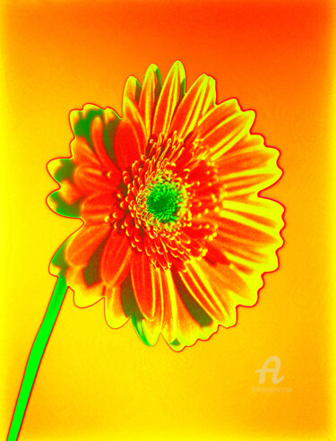 제목이 "MacGerbera24"인 사진 Gerhard Bumann로, 원작, 조작된 사진