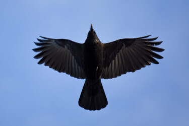 Fotografia zatytułowany „Raven” autorstwa Magdalena Mienko, Oryginalna praca, Fotografia cyfrowa Zamontowany na Panel drewni…
