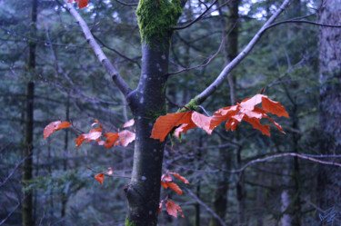 Photography titled "Habits d'automne" by Alicia Vermant Nesztler, Original Artwork, Digital Photography
