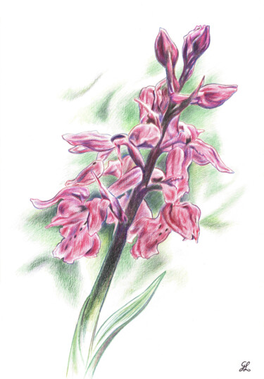 Orchis mâle Рисунок под названием "Orchis mâle" - Ghislaine Letourneur, Подлинное произведение искусства, Карандаш