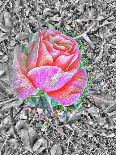 Digital Arts με τίτλο "Dreamy One Rose" από Manos Chronakis, Αυθεντικά έργα τέχνης, Ψηφιακή ζωγραφική