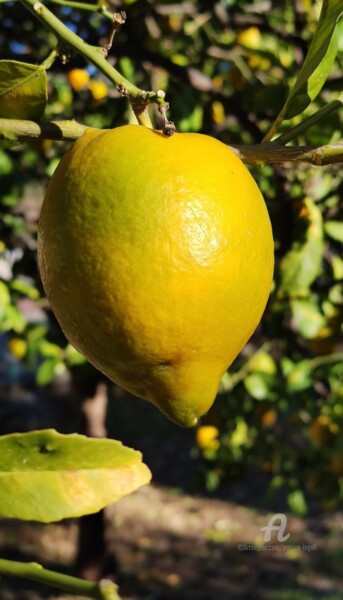 Photographie intitulée "Le Citron à Menton" par Patrice Le Gall, Œuvre d'art originale, Photographie non manipulée