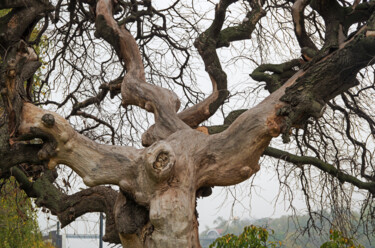 Photography titled "Branchy dried tree" by Art$Art, Original Artwork, Digital Photography