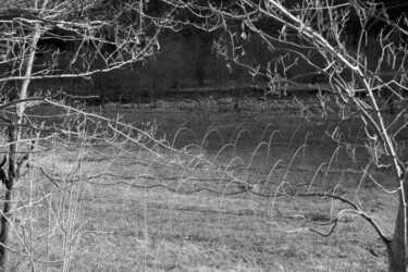 Photography titled "pomodori" by Roberto Ferrero, Original Artwork, Digital Photography