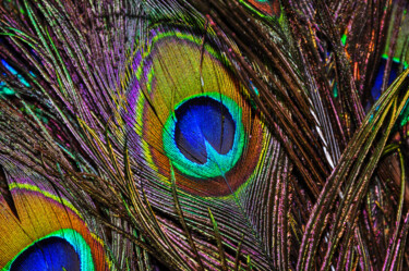 摄影 标题为“Peacock art” 由Anna Sowinska, 原创艺术品, 数码摄影