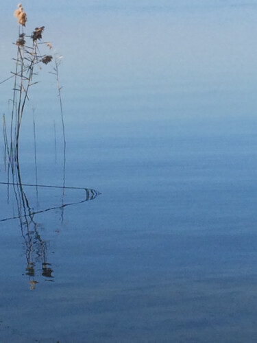 Photographie intitulée "Le bouquet de rosea…" par Camille R., Œuvre d'art originale, Photographie non manipulée