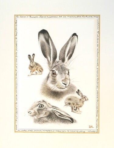 Painting titled "Lièvre d’Europe" by Isabelle Molinard, Original Artwork, Watercolor