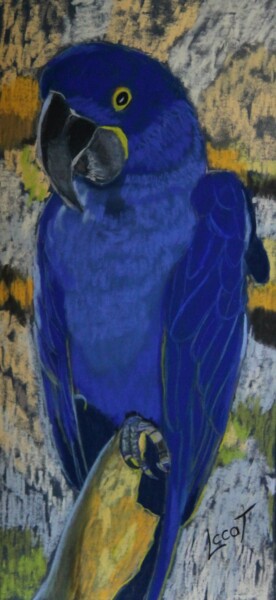 Peinture intitulée "Hyacinthe" par Catherine Costet (Lccat), Œuvre d'art originale, Pastel