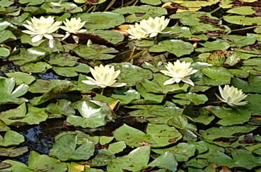 Photographie intitulée "Bloomin lotus" par Pascal Carro (ORAK), Œuvre d'art originale, Photographie numérique