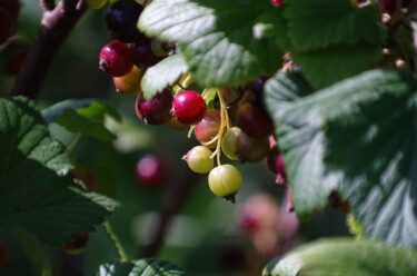 Photographie intitulée "Gooseberry woodland" par Pascal Carro (ORAK), Œuvre d'art originale, Photographie non manipulée