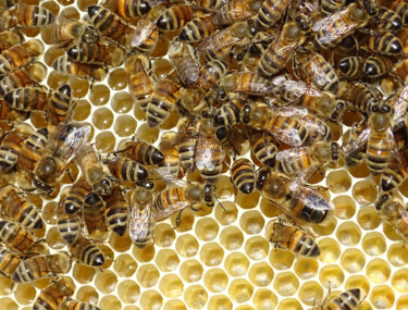 Photographie intitulée "Life insects bees #2" par Pascal Carro (ORAK), Œuvre d'art originale, Photographie numérique