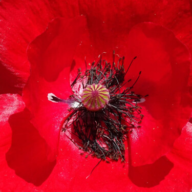 Photographie intitulée "Poppy moment" par Pascal Carro (ORAK), Œuvre d'art originale, Photographie numérique