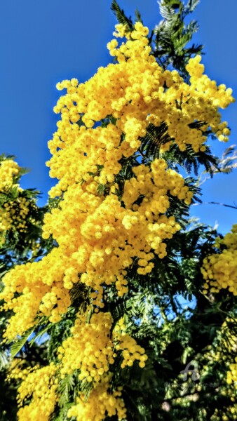 Photography titled "Mimosas au Tanneron" by Patrice Le Gall, Original Artwork, Non Manipulated Photography