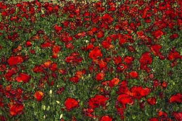 数字艺术 标题为“Blooming Poppies Fi…” 由Alex Mir, 原创艺术品, 数字油画