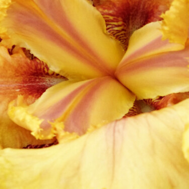 Photographie intitulée "Daylily" par Pascal Carro (ORAK), Œuvre d'art originale, Photographie numérique