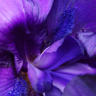 Photographie intitulée "Iris" par Pascal Carro (ORAK), Œuvre d'art originale, Photographie numérique