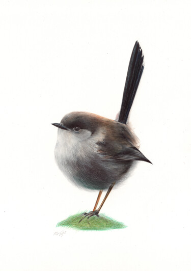 Superb Fairywren - Bird Portrait (Photorealistic Drawing) 2 图画 标题为“Superb Fairywren -…” 由Daria Maier, 原创艺术品, 圆珠笔