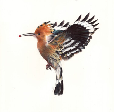Eurasian Hoopoe - Bird Portrait (Photorealistic Drawing) 图画 标题为“Eurasian Hoopoe - B…” 由Daria Maier, 原创艺术品, 圆珠笔