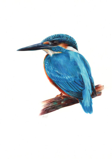 Eurasian Kingfisher - Bird Portrait (Photorealistic Drawing) 图画 标题为“Eurasian Kingfisher…” 由Daria Maier, 原创艺术品, 圆珠笔