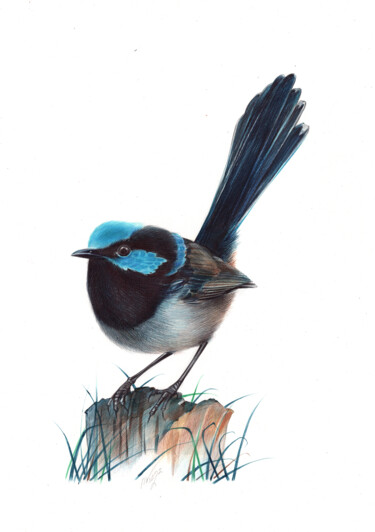 Superb Fairywren - Bird Portrait (Realistic Drawing) 图画 标题为“Superb Fairywren -…” 由Daria Maier, 原创艺术品, 圆珠笔