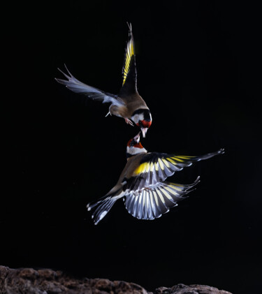 Photographie intitulée "Duel de Chardonnere…" par Isabelle Cros, Œuvre d'art originale, Photographie numérique