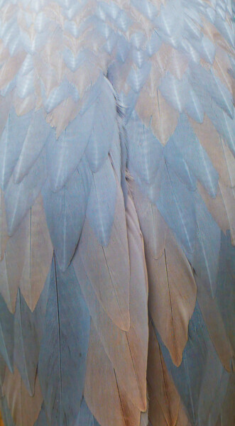 Fotografie getiteld "Plumes - 1350186" door Josy Moderne, Origineel Kunstwerk, Digitale fotografie