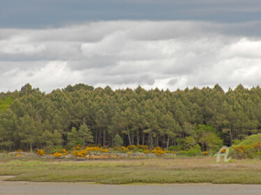 Colored landscape .. made of a dense tall pine trees forest Photographie intitulée "Colored landscape .…" par Cédric Hajiji, Œuvre d'art originale, Photographie numérique