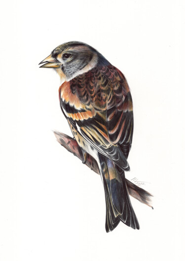 Brambling - Bird Portrait (Photorealistic Drawing) 图画 标题为“Brambling - Bird Po…” 由Daria Maier, 原创艺术品, 圆珠笔