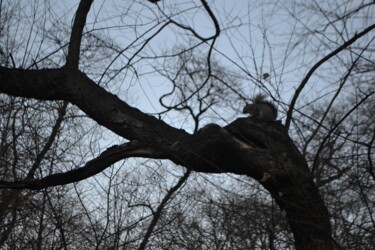 Photographie intitulée "Central Park 20" par Nana Plamadeala-Kiritchenko, Œuvre d'art originale, Photographie non manipulée