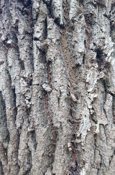 Photographie intitulée "Bark of oak #1" par Pascal Carro (ORAK), Œuvre d'art originale, Photographie numérique