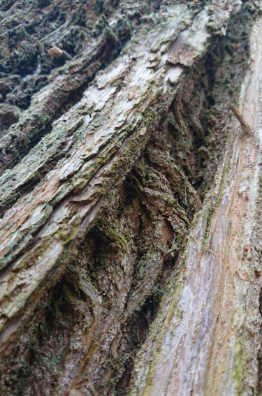 Photographie intitulée "Bark of oak #2" par Pascal Carro (ORAK), Œuvre d'art originale, Photographie numérique
