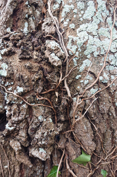 Photographie intitulée "Bark of oak #3" par Pascal Carro (ORAK), Œuvre d'art originale, Photographie numérique