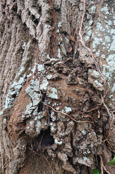 Photographie intitulée "Bark of oak" par Pascal Carro (ORAK), Œuvre d'art originale, Photographie numérique